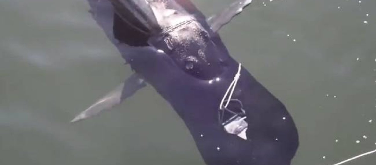 GhostSwimmer, czyli dron-rekin
