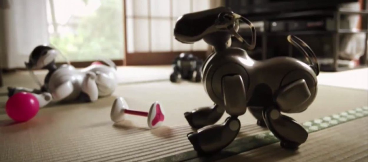 XXI wiek: oglądam reportaż o zdychających psach-robotach