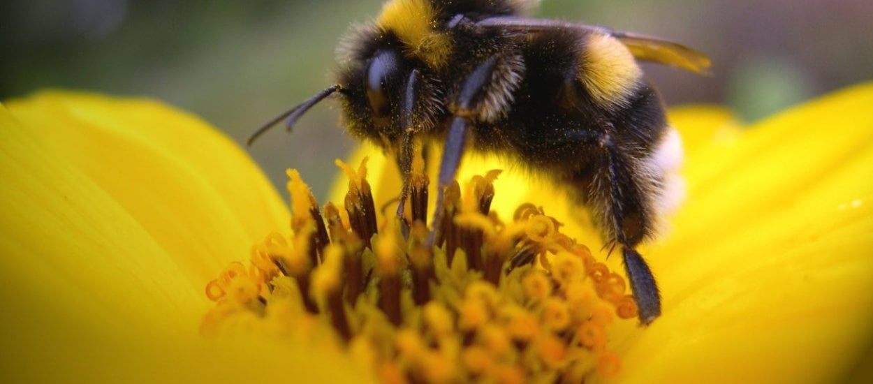 Pszczoły masowo wymierają, zbudujmy im zatem "autostrady". Jak w Norwegii