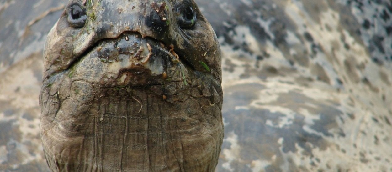 Drukarki 3D pomagają również zwierzętom - oto żółw, któremu wydrukowano nową skorupę