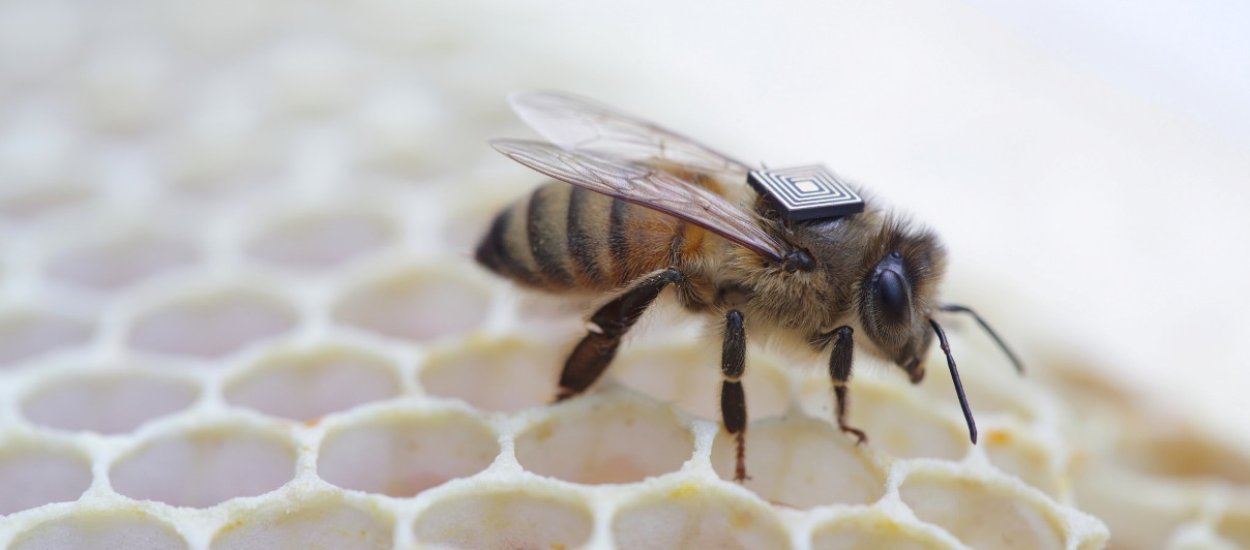 Intel wrzuci pszczołom bagaż na grzbiety. W trosce o ich zdrowie