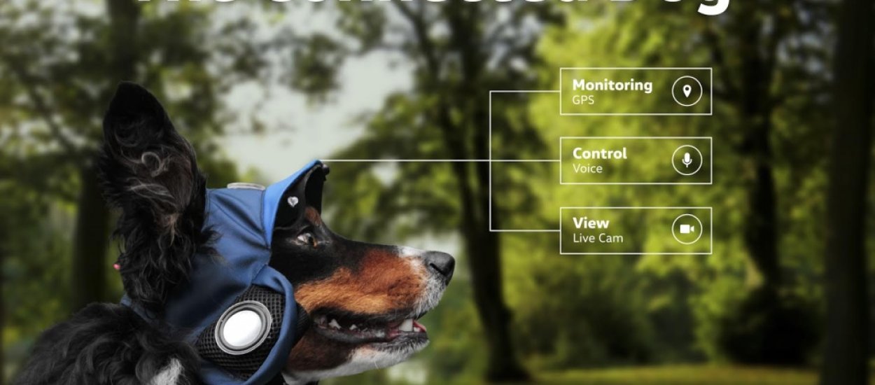 Inteligentna czapka dla psa, z głośnikiem i GPS-em. Że co? [od Natalii]