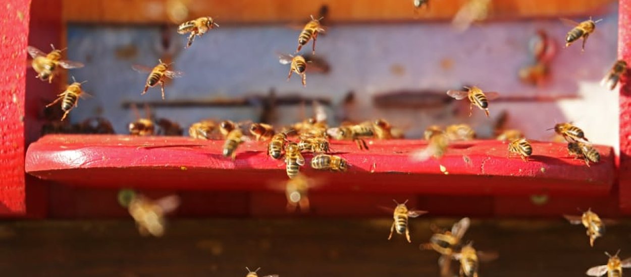 Polacy budują sztuczną pszczołę. Fajnie, ale jednej rzeczy się obawiam...