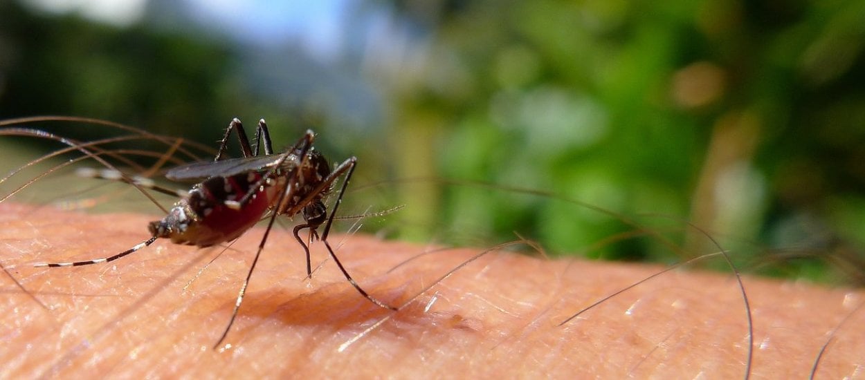 Nienawidzę komarów. Czy nauka mogłaby pozwolić na ich... całkowitą eksterminację?