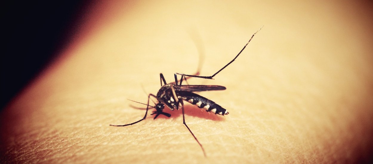 Komary to najgroźniejsi zabójcy na naszej planecie. I chyba wiemy co z tym zrobić