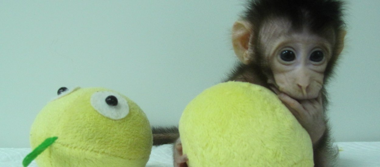 Te dwie małpki to przełom. Potrafimy już klonować naczelnych