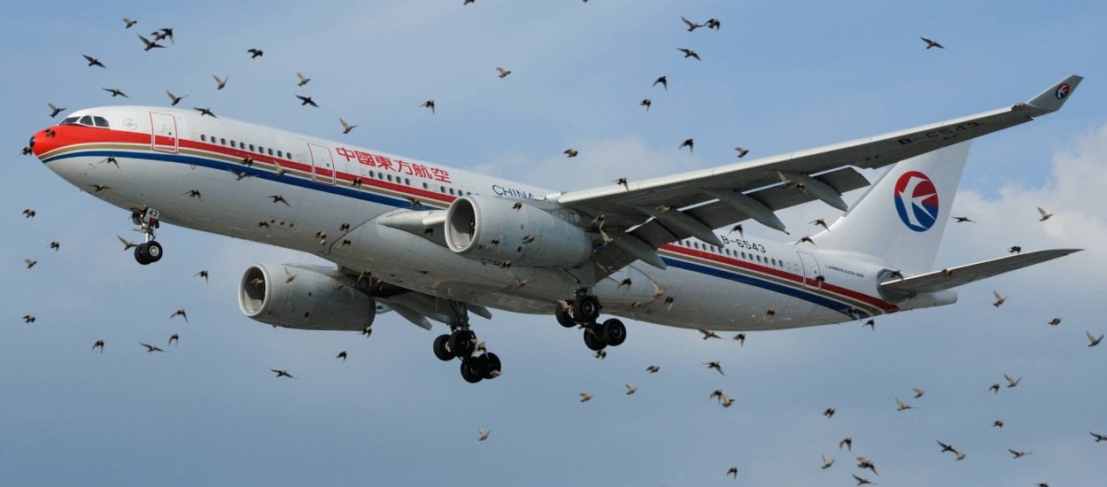 Ptak mały, a samolot wielki. Czy ich kolizje to naprawdę problem?