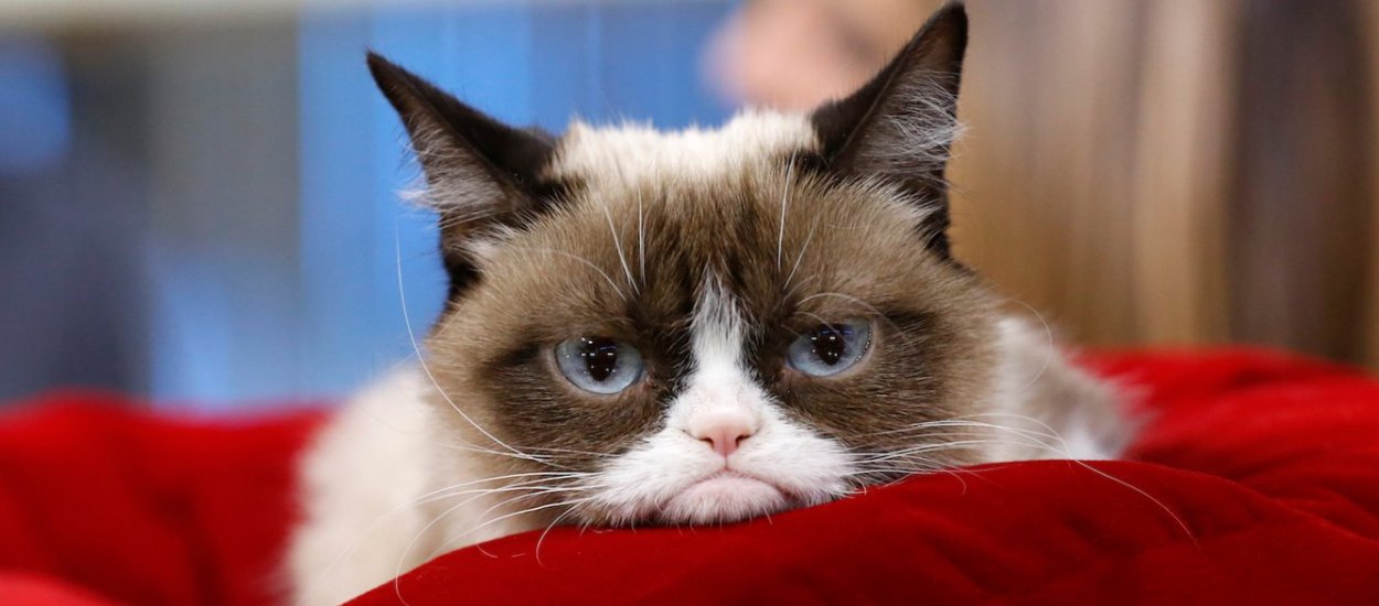 Grumpy Cat nie żyje. Zwierzak był internetową legendą