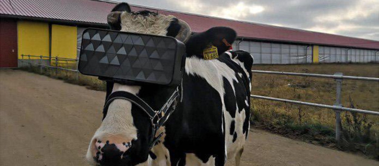 Wiedzieliście, że krowa w goglach VR daje więcej mleka?