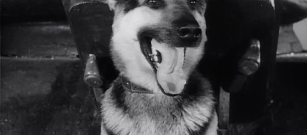 Najlepsze filmy o psach - wielkie zestawienie dla fanów czworonogów