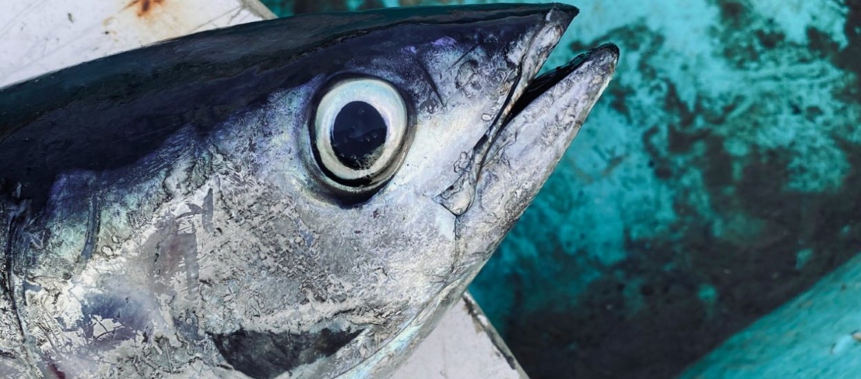 Co drugi tuńczyk nie jest tuńczykiem. Geny, biodersyfikacja, test PCR i psi węch