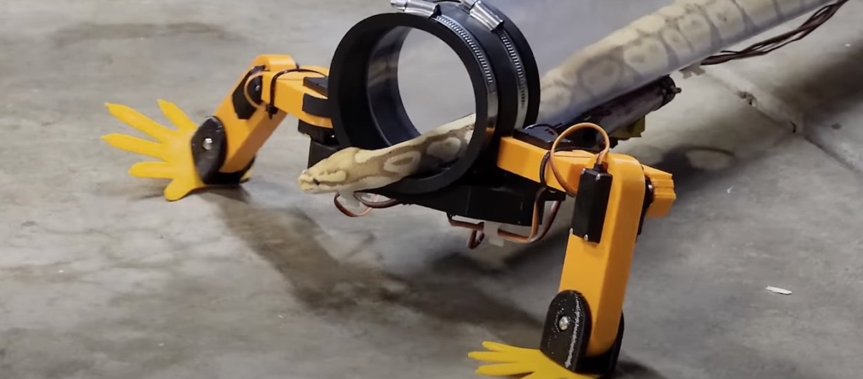 Youtuber zbudował robotyczne nogi dla węża. Gadowi się chyba spodobały