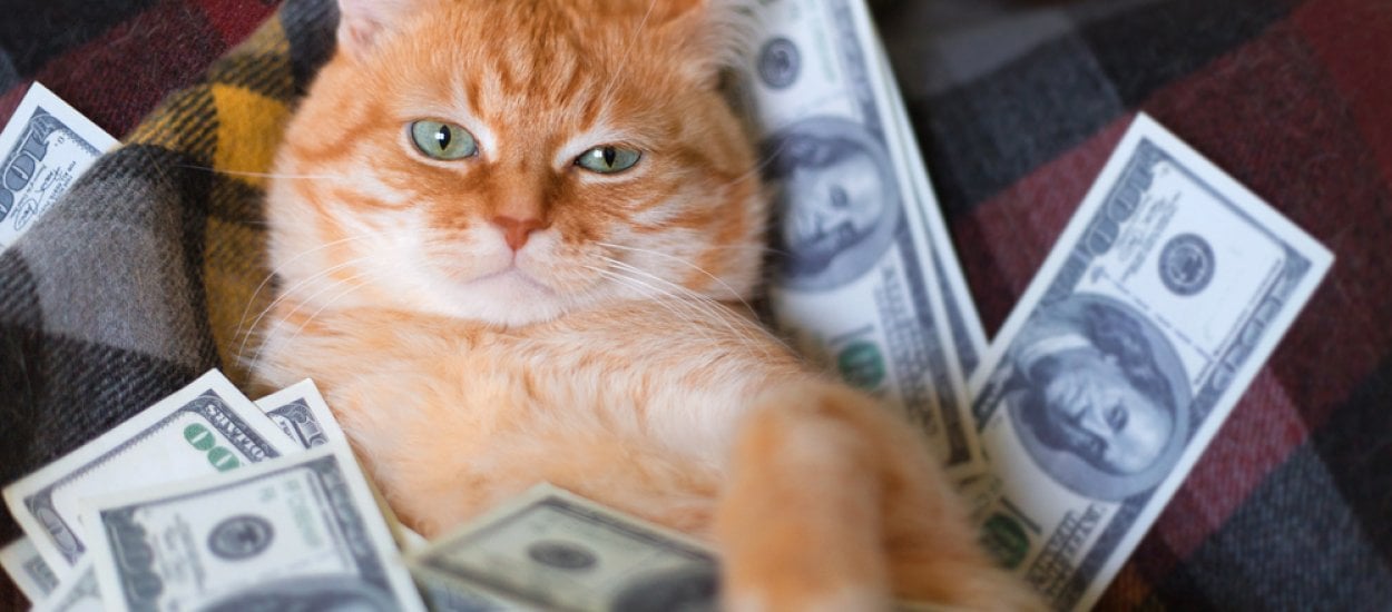 Mem z kotem stał się podstawą do ekonomicznej gry na TikToku. Nie rozumiecie? Ja też nie