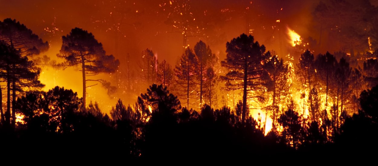 Lasy płoną na potegę – AI zaalarmuje nim dojdzie do tragedii