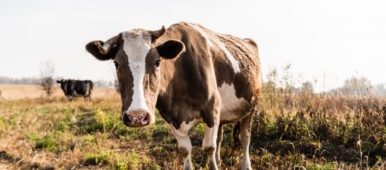 Sztuczna inteligencja podgląda krowy – nie zgadniesz po co