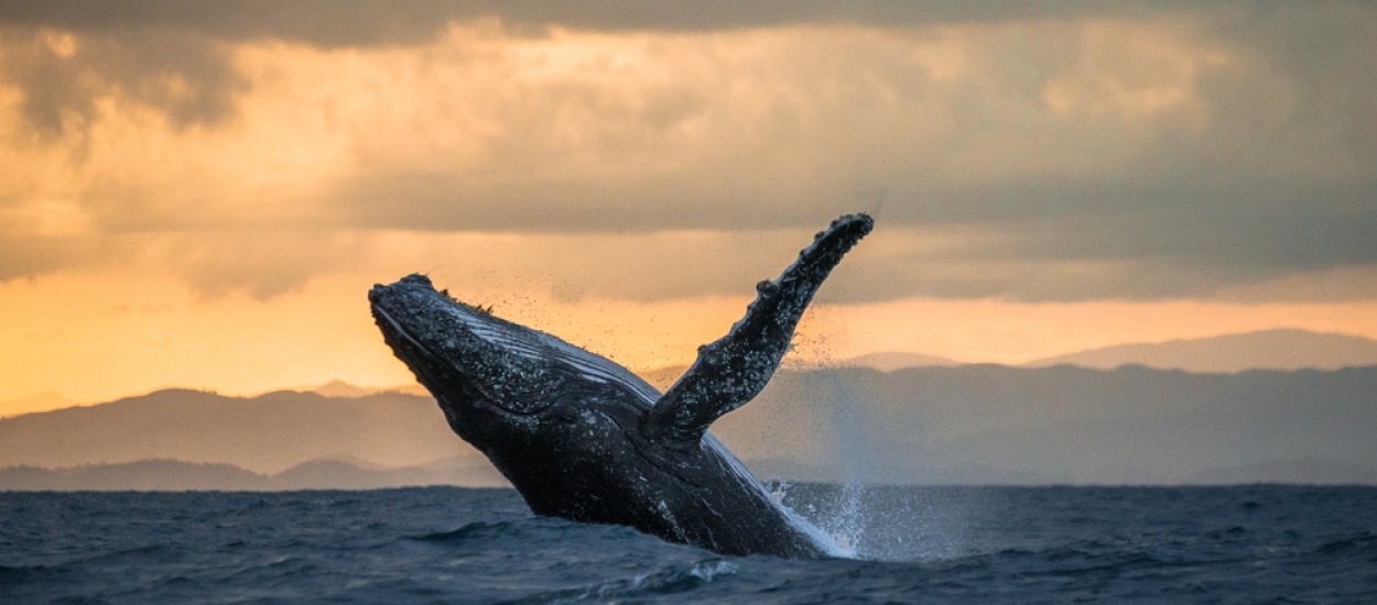 Naukowcy rozgryźli sekret śpiewu wielorybów. Ludzie mają na niego fatalny wpływ
