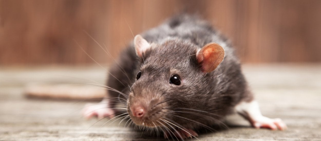 Mały szczur z wielkim przyrodzeniem, czyli fatalna wpadka naukowców