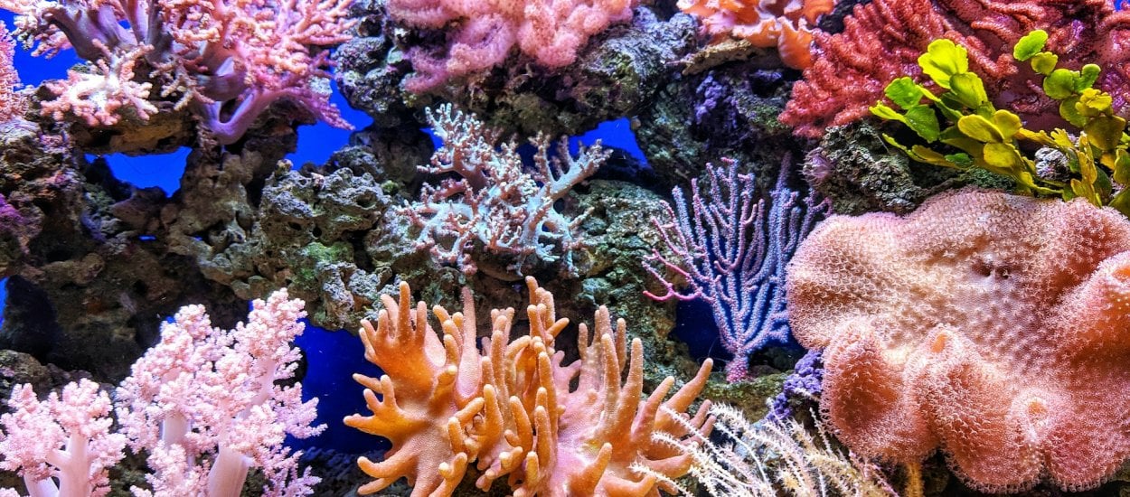Rafy koralowe można ocalić. To genialny w swojej prostocie sposób!