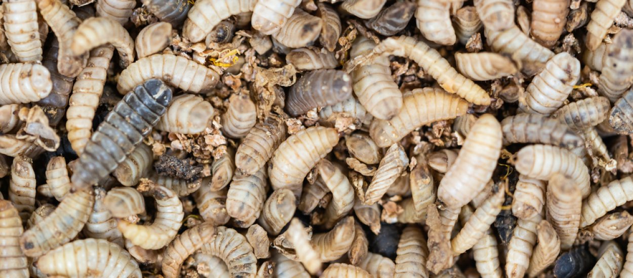 Niezwykły pomysł na walkę ze śmieciami. Pomogą genetycznie zmodyfikowane owady