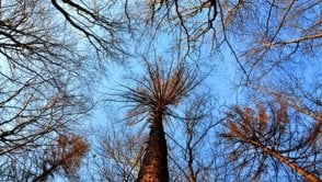 Marcin Przasnyski: Drzewa nie rosną do nieba