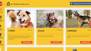 Psadoptuj.pl to najlepsze miejsce do adopcji psa w polskim internecie