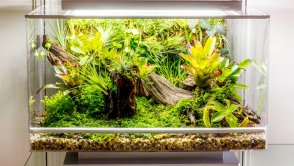 [Intel iQ] Biopod – programowany domowy las tropikalny