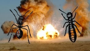 Mrówki codziennie idą na wojnę z termitami i starają się dbać o rannych