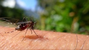 Ta firma wypuści na świat 20 mln komarów i twierdzi, że to dla dobra ludzi