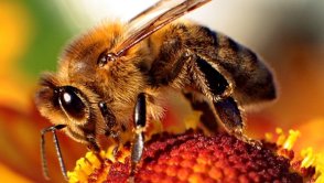 Dbajmy o prawdziwe pszczoły, jeśli nie chcemy tych sztucznych...