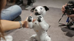 Uroczy mechaniczny pies na stoisku Sony to jeden z najciekawszych gadżetów tegorocznej IFA