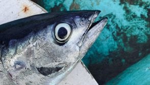 Co drugi tuńczyk nie jest tuńczykiem. Geny, biodersyfikacja, test PCR i psi węch