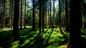 Kieszonkowy las: oczyści, schłodzi, zaowocuje