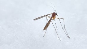 Czy latem “kto nie smaruje, ten…”? Przegląd gadżetów do odstraszania komarów