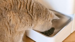 Testowałem karmnik dla kotów. Mój go pokochał