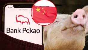 Chińczycy pomylili świnię z żubrem i ukradli logo Banku Pekao SA