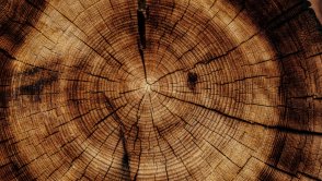 Przezroczyste drewno zamiast szkła w smartfonie? Naukowcy mówią: "czemu nie?"
