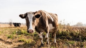 Sztuczna inteligencja podgląda krowy – nie zgadniesz po co