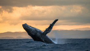 Naukowcy rozgryźli sekret śpiewu wielorybów. Ludzie mają na niego fatalny wpływ