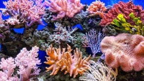 Rafy koralowe można ocalić. To genialny w swojej prostocie sposób!