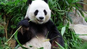 Pandabuy — co to za sklep, czy jest legalny i co można tam kupić?