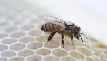 Intel wrzuci pszczołom bagaż na grzbiety. W trosce o ich zdrowie