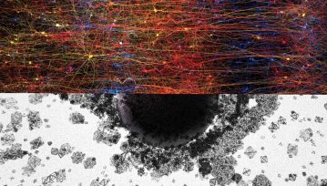 Naukowcy obserwują pracę mózgu w 11 wymiarach. To może zupełnie zmienić nasze postrzeganie umysłu