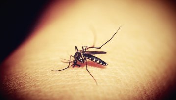Komary to najgroźniejsi zabójcy na naszej planecie. I chyba wiemy co z tym zrobić