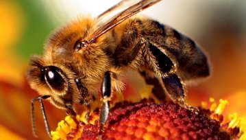 Dbajmy o prawdziwe pszczoły, jeśli nie chcemy tych sztucznych...