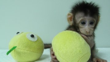 Te dwie małpki to przełom. Potrafimy już klonować naczelnych