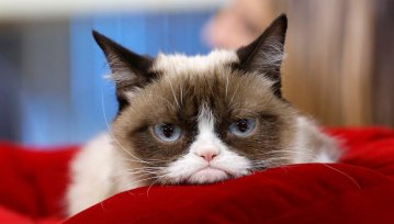 Grumpy Cat nie żyje. Zwierzak był internetową legendą