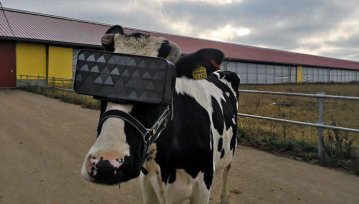 Wiedzieliście, że krowa w goglach VR daje więcej mleka?