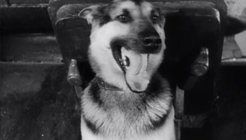 Najlepsze filmy o psach - wielkie zestawienie dla fanów czworonogów