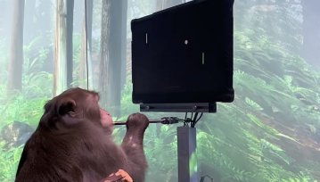 Małpa gra w ponga przy pomocy implantu Neuralink. To imponujące i jednocześnie budzące obawy