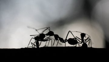 Podatek od VOD, czyli krótka kariera mrówek na YouTube